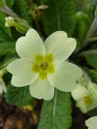 Image result for Primulaceae