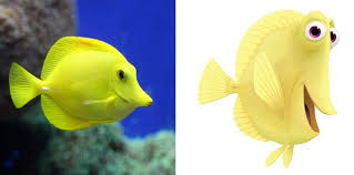 Dory is a blue tang fish. Real Fish Versus Finding Nemo Fish Movies Finding Nemo Disney Finding Nemo Finding Nemo Fish