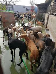 It seems like these two are proof of that! Want To Adopt Them All Grey Hound Dog Beautiful Dogs Pets