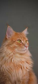 10 Cute Cat Wallpapers For Iphone Xr Iphone Xs Iphone Xs Max Women S Cat T Shirts I Like Cats Very Much Cute Cat Wallpaper Cat Wallpaper Cats