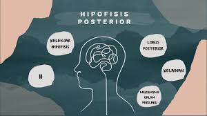 Tetapi selama laktasi, pembentuk pif sendiri ditekan, sehingga memungkinkan kelenjar hipofisis anterior mensekresi prolaktin dalam jumlah yang tak dihambat. Hipofisis Posterior By Sella Esther