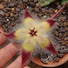 Image result for Huernia verekeri