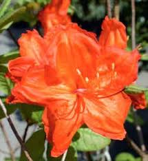 Image result for Komule střídavolisté