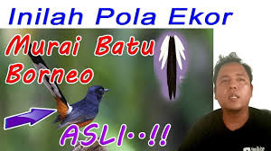 Check spelling or type a new query. Inilah Pola Ekor Murai Batu Borneo Asli Youtube