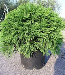 An extremely decorative variety forming a dense dome of dark green foliage, new growth is mid green darkening with maturity shades of pale blue can be present during the winter, these plants are fully hardy for the whole of the uk including the highlands and islands of scotland. Nadelgeholze Cryptomeria Japonica Globosa Nana