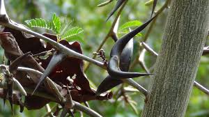 Image result for Acacia pilispina