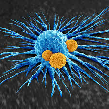 Image result for Pseudoeriosema