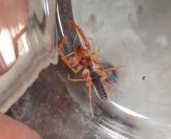 Homes • utah people's post. Invertebrates Of Antelope Island Utah State Parks