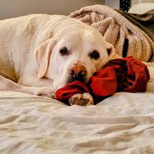 Michele Schroder (@lovingpawsdogservices) • Instagram photos and videos