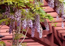 This spring show stopper blooms gorgeous clusters of purple flowers at a very early age and can be trained on an arbor, trellis or fence. Wisteria How To Plant Grow And Care For Wisteria Vines The Old Farmer S Almanac