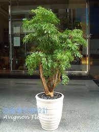 Ming Aralia Plants Flower Delivery Ming Tree
