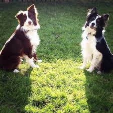 Pin On Border Collies