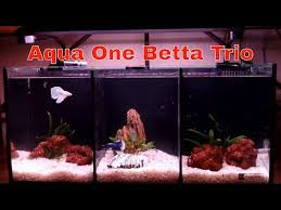 55 x 25 x 25 cm. Divided Betta Tank Aquatic Videos