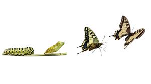 Mimicry in Butterflies: The Muse, the Palette and the Artist - Advanced  Science News