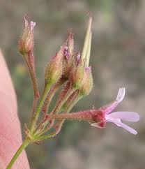 Image result for Pelargonium grossularioides