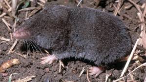 Image result for Urochloa brevispicata