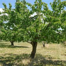 We planted a white gold cherry tree last year that put out no branches at all. Bing Cherry Tree On The Tree Guide At Arborday Org