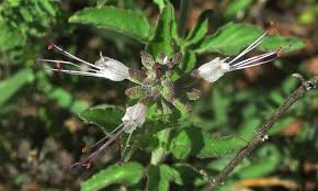 Image result for Ocimum filamentosum