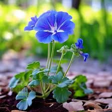 Image result for Geranium bohemicum Orchid Blue