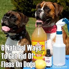 6 Ways To Naturally Prevent And Get Rid Of Fleas On Dogs Flea Remedies Home Remedies For Fleas Medication For Dogs