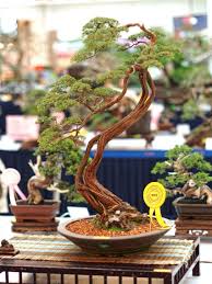 Cucur atap ( baeckea frutescens) pokok cucur atap juga dikenali sebagai pokok celoreng atap. 19 Cucur Atap Bonsai Ideas Bonsai Bonsai Art Bonsai Tree