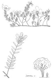 Image result for Hypericum revolutum