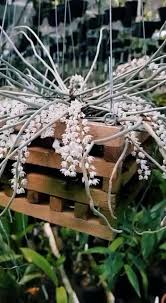 Image result for Microcoelia stolzii