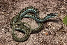 Eastern Garter Snake Thamnophis Sirtalis From The Florida Panhandle Herpetology
