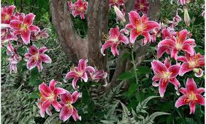 Wide selection of flower bulbs that will make an excellent gift for flower lovers. Giant Stargazer Oriental Lily 12 Flower Bulbs Walmart Com Walmart Com