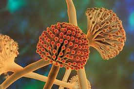 Image result for Mycotoxin