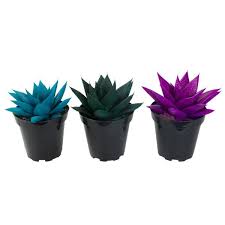 2048 x 1536 jpeg 402 кб. Altman Plants 9 Cm Assorted Kosmik Kaktus Plant Collection 3 Pack 0880059 The Home Depot