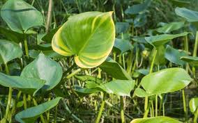 Check spelling or type a new query. Top 20 Plants Flowers That Start With C With Photos
