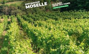 Il y en a tous les jours pour tous les goûts. Actualite Du Tourisme En Moselle Que Faire Le Week End Ou Sortir Le Dimanche