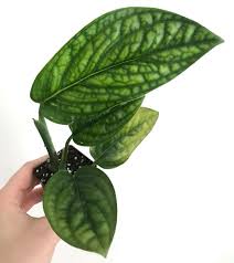 In Love With These Leaves Houseplants Art Of Living Flower Power Houseplants