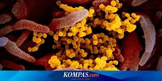 Gambar mewarnai berikut ini kami sediakan spesial untuk anda yang sedang mencari bahan gambar untuk diwarnai. Gambar Virus Corona Wuhan Covid 19 Dirilis Begini Penampakannya