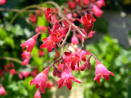 Salvia also comes in burgundy, pink, purple, lavender, salmon, and orange. A Complete Growing Guide To Heuchera Cade Street Nursery