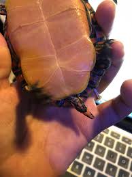 In the end i would say that it's. Sexing Help Pls Turtle Identification Turtle Forum