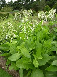 Nicotiana Sylvestris Flowering Tobacco Large Leaf Plants Big Leaf Plants Fragrant Plant