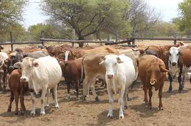 Image result for livestock