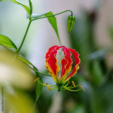 Image result for Gloriosa superba