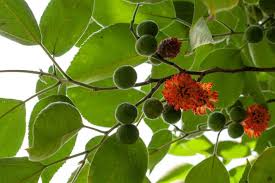 Image result for Broussonetia