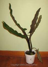 5 out of 5 stars (506) $ 24.99. The Variegated Thumb Plant Find Alocasia Lauterbachiana