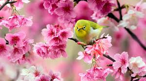 Hd Wallpaper Birds And Flowers Pink Flower Wallpaper Green Bird Best Hd Wallpapers Pink Flowers Wallpaper Pink Flowers Bird