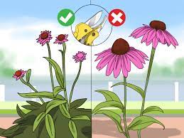 Dette resulterer i frø modning etter den gule, hvite, rust, rosa eller lavendel kronblad slippe unna. 3 Ways To Prune Coneflowers Wikihow