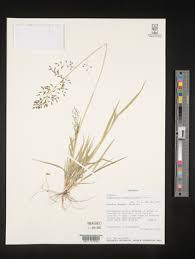 Image result for Eragrostis schweinfurthii