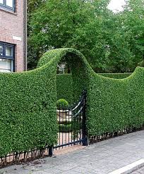 Grun Bleibende Rainweide Produktbild Garten Landschaftsbau Garten Hecken Gartendesign Ideen