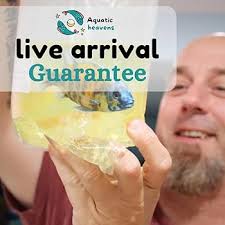 Blood Red Jewel Cichlid 2" (Pack of 2 Fish)