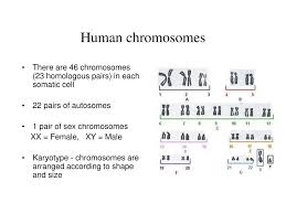 14 mendel and the gene idea part i chapter 14: Ppt Human Chromosomes Powerpoint Presentation Free Download Id 4521425