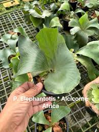 Image result for Platycerium elephantotis