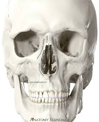 The nasal cavity lies just behind the two nostrils and forms the interiors of the nose. Topography Of The Skull Nasal Cavity
